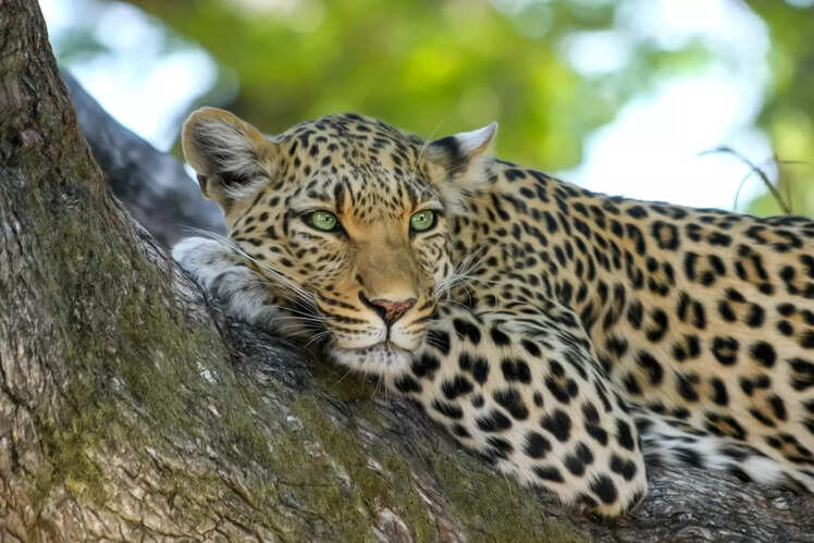 Mathikettan Shola National Park
