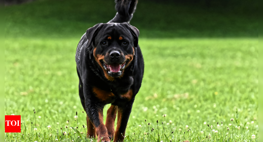 Another Rottweiler attack in city; another child injured | Chennai News ...