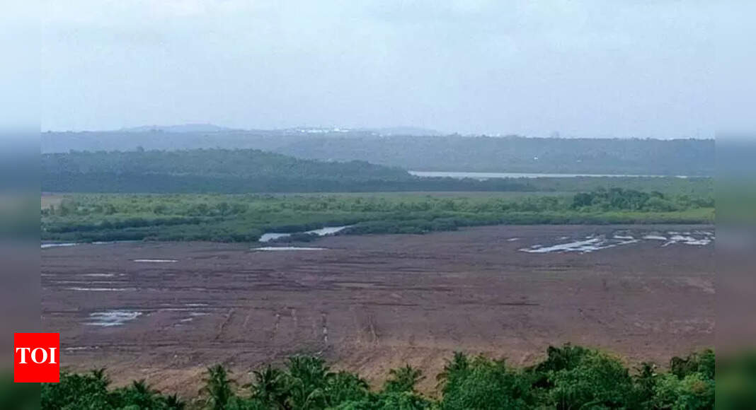 Plaint impact: Neura paddy fields drained | Goa News - Times of India