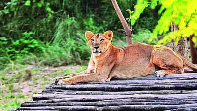 UP lioness gives birth to 4 cubs