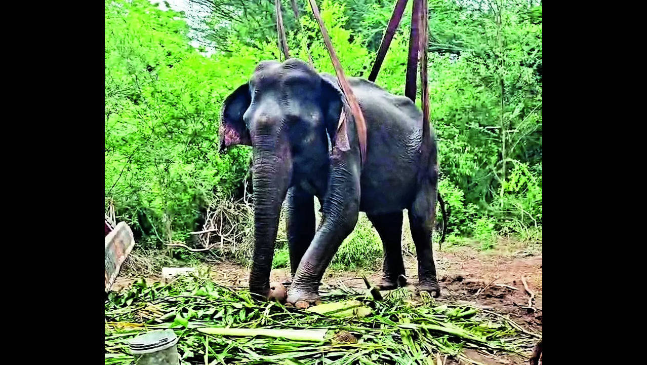 Elephant: Sick elephant stands on its own | Coimbatore News - Times of India