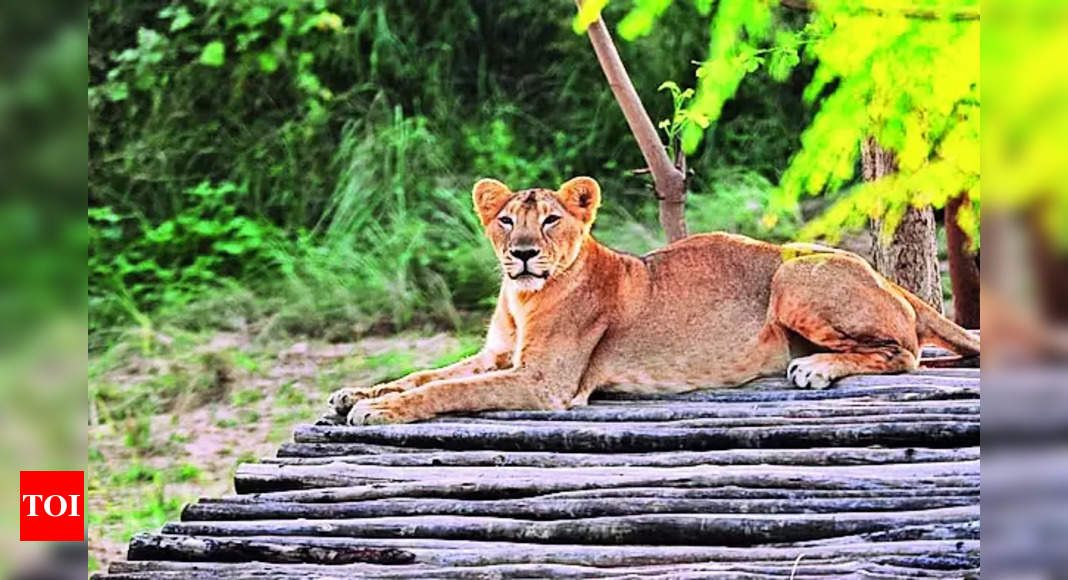 Lioness Neerja: Lioness Neerja gives birth to four cubs at Lion Safari ...