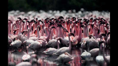 Threat to flamingos in Navi Mumbai wetlands: Drones endangering pink birds' safety