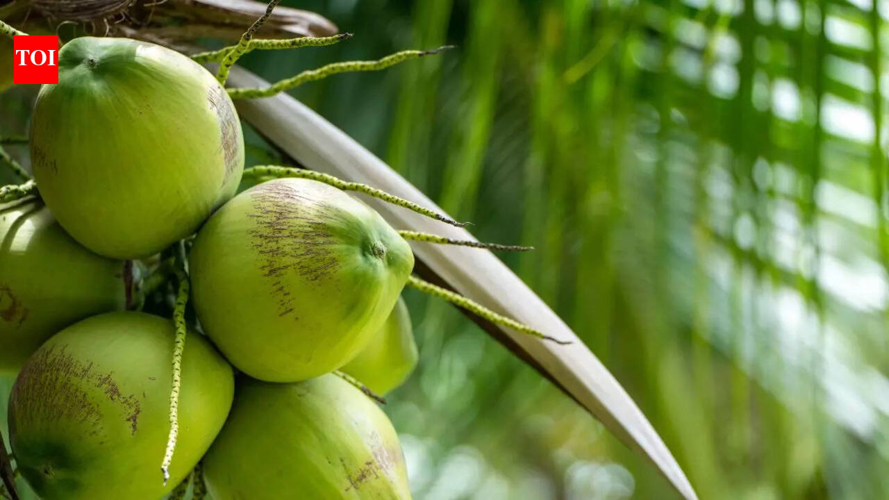10 top coconut producing countries in the world | The Times of India