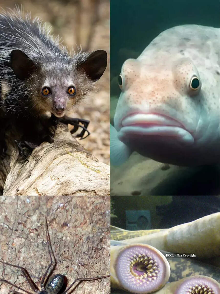 10 eeriest living creatures on Earth excluding snakes | Times of India