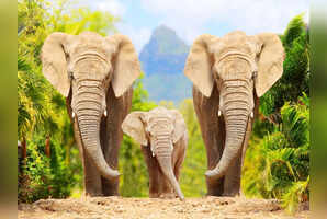 South Africa introduces &lsquo;univisa&rsquo; for these 5 countries to boost tourism
