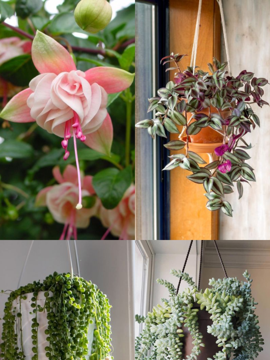 10 Perennial Hanging Plants For Your Balcony Times Now