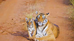 Last tiger safaris in India before the monsoon season closure