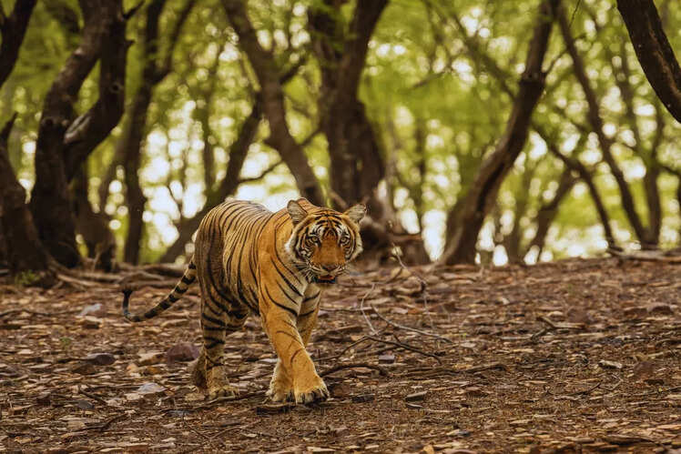 Ranthambore National Park, Rajasthan