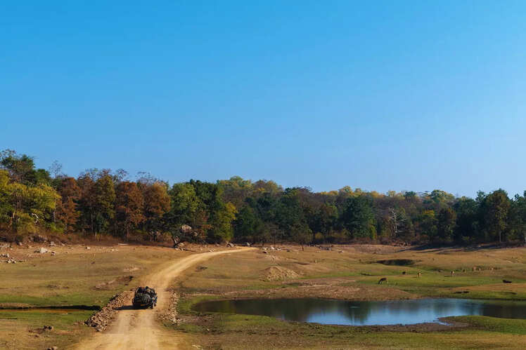 Pench National Park, Madhya Pradesh