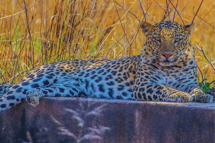 Panna National Park, Madhya Pradesh