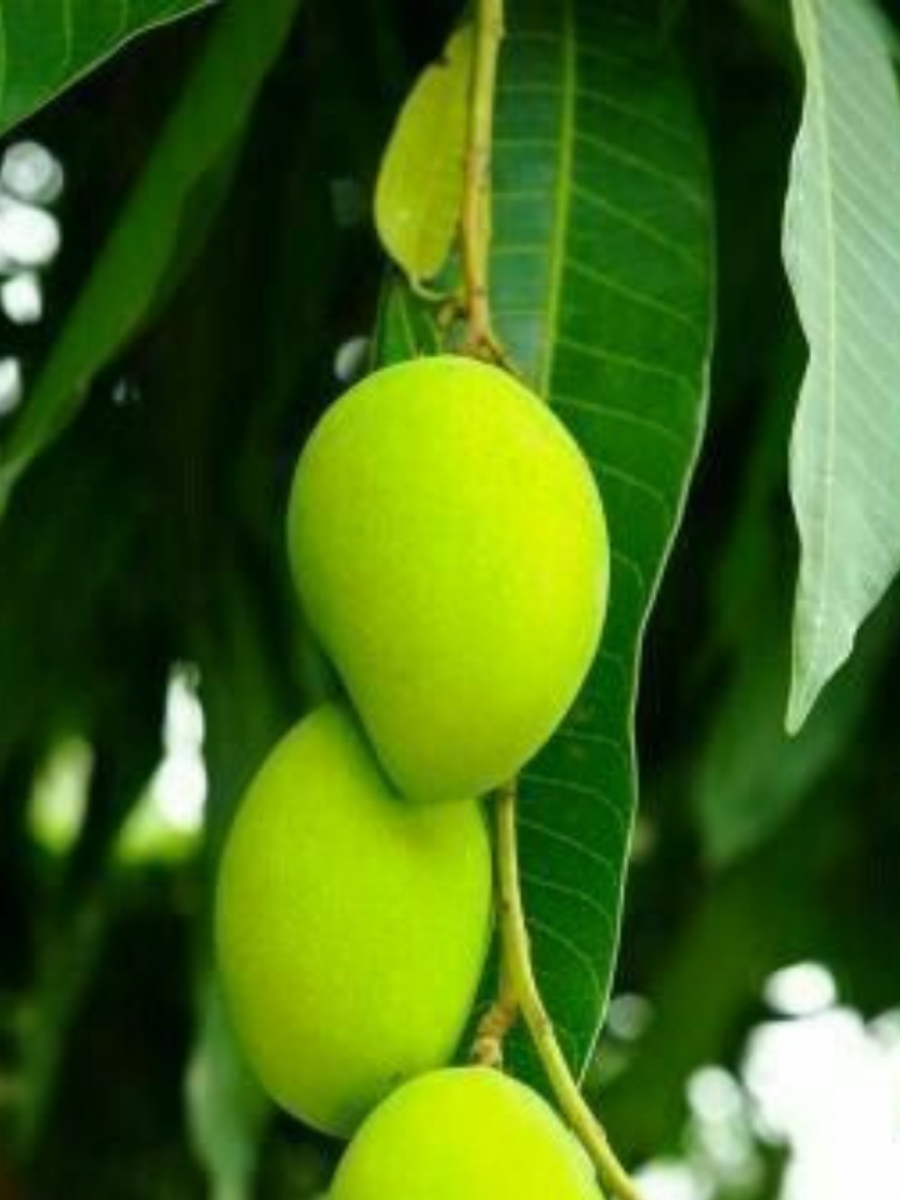 Let&apos;s see the benefits of raw <b>mango</b> on our skin. 