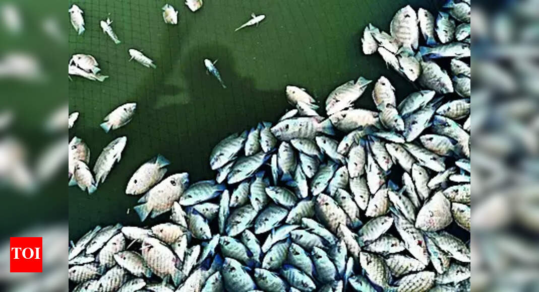 Fish Kill: Irrigation department blamed for fish kill | Kochi News ...