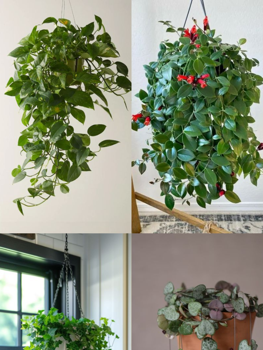 10 Easy-To-Maintain Hanging Plants For Your Home | Times Now