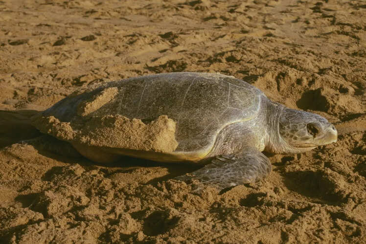 Gahirmatha Marine Sanctuary
