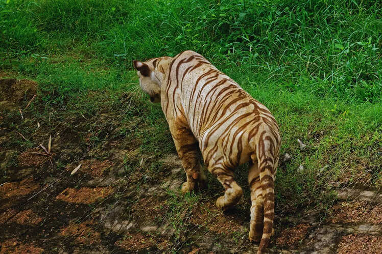 Nandankanan Zoological Park