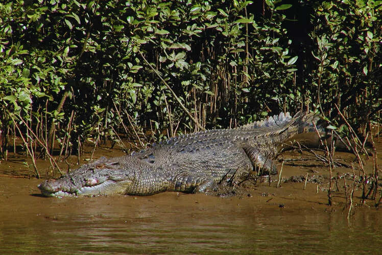 Bhitarkanika National Park