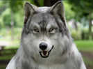 After Japanese man turned into a dog, another man from Japan spends INR 20 lakhs to become a wolf