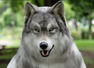 Another Japanese man spends INR 20 lakhs to become a wolf