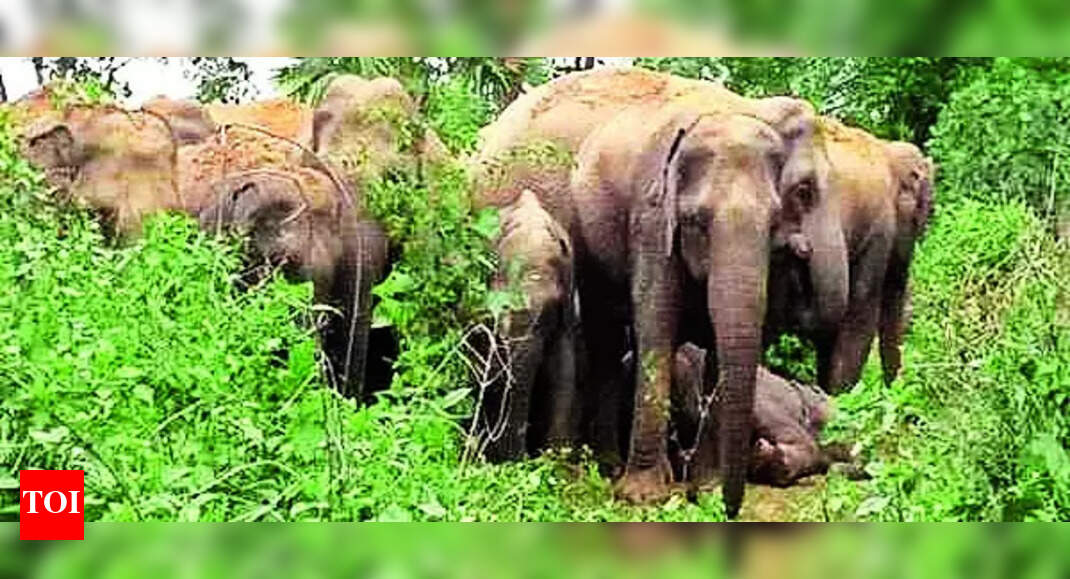 Elephants: Elephants wreak havoc in Kolhan villages | Ranchi News - Vimarsana News