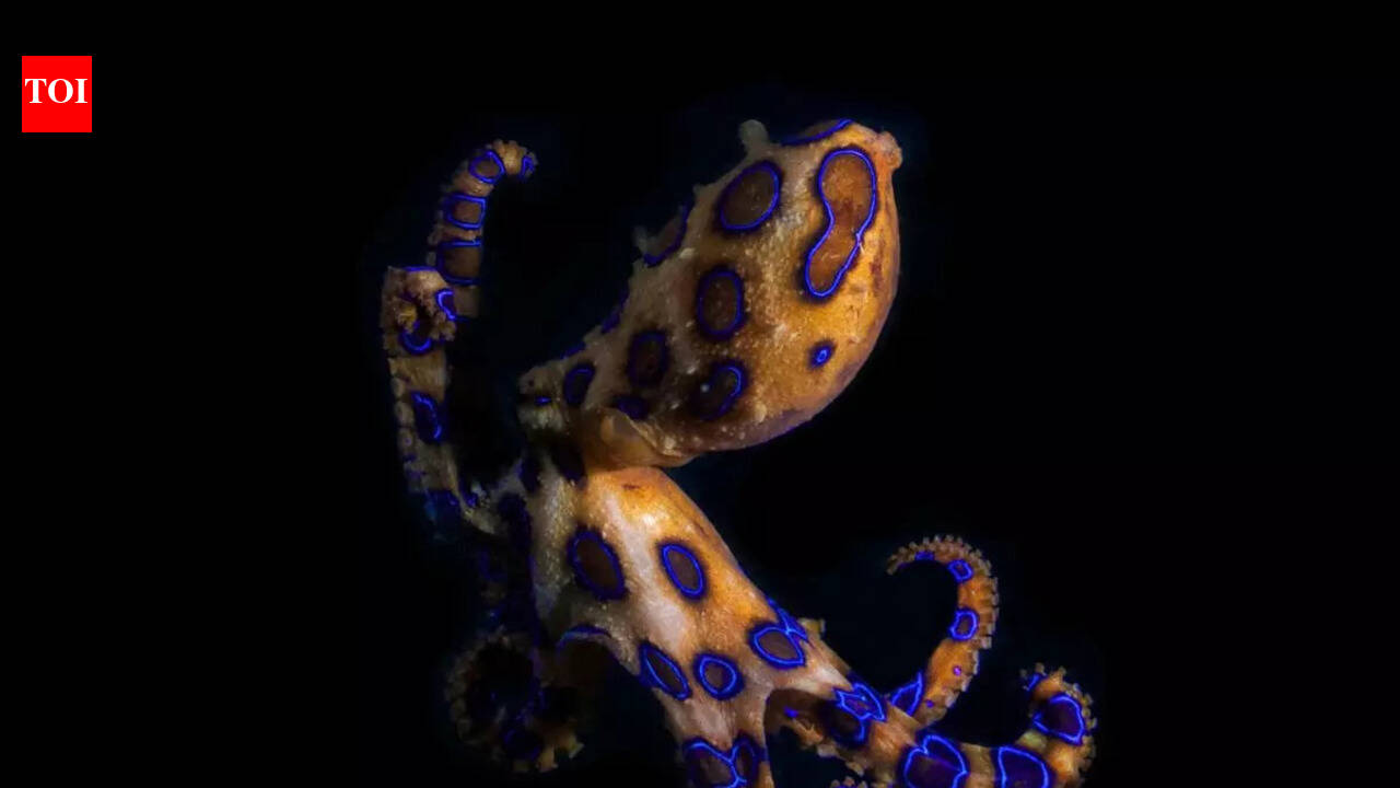 The venom of this octopus can kill 20+ humans within minutes