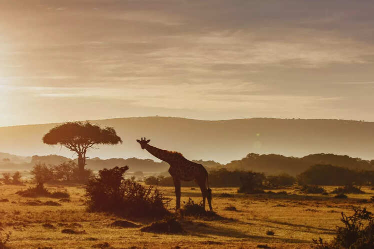 Scenic beauty of the Maasai Mara