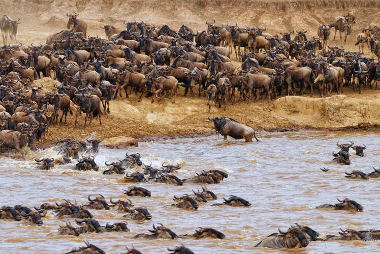 Prime time for river crossings