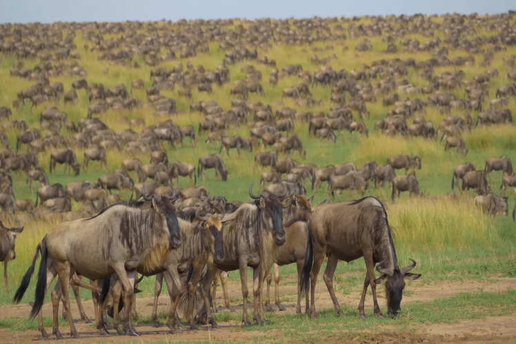 Kenya Maasai Mara Safari: Maasai Mara's Great Migration Should Be On 