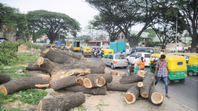 Karnataka to drop tree cutting permits on kilometer basis: Forest minister Khandre