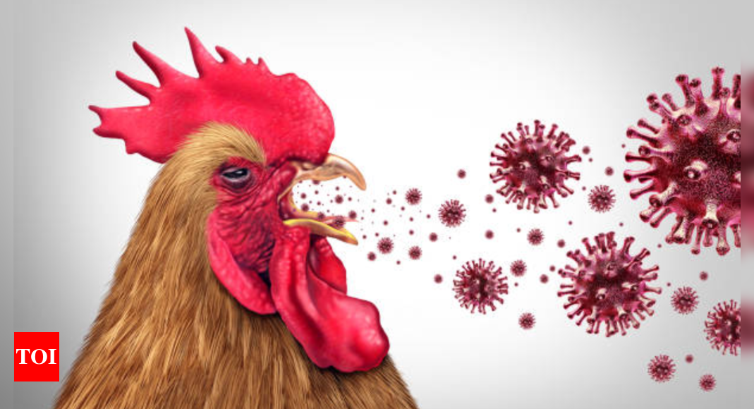 First Human Bird Flu Death: Can it spread from human to human? | – Times of India