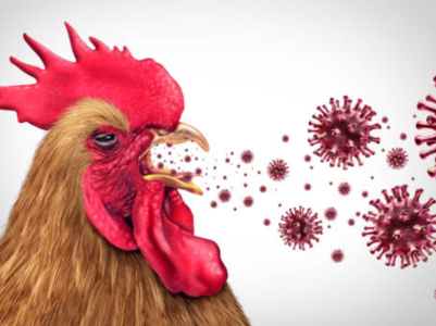 First human death of bird flu confirmed: Can it spread from human to human?
