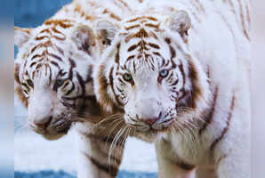 8 zoos in India where one can spot the majestic white tigers