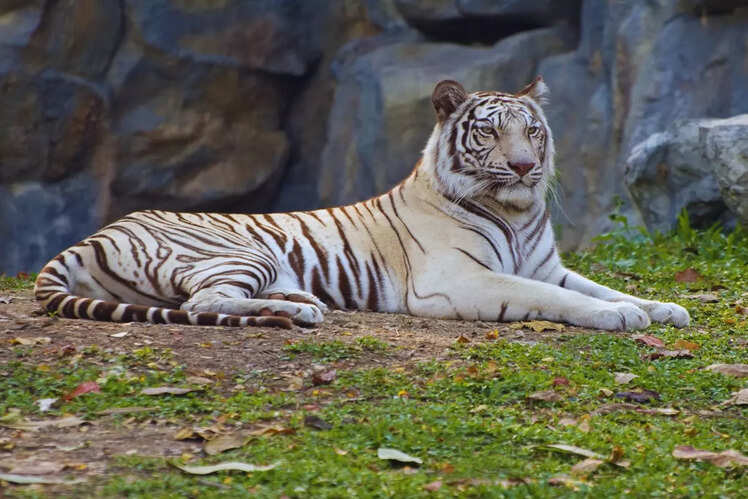 Arignar Anna Zoological Park, Chennai