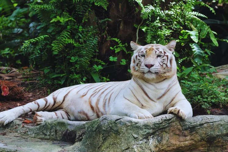 Alipore Zoological Gardens, Kolkata