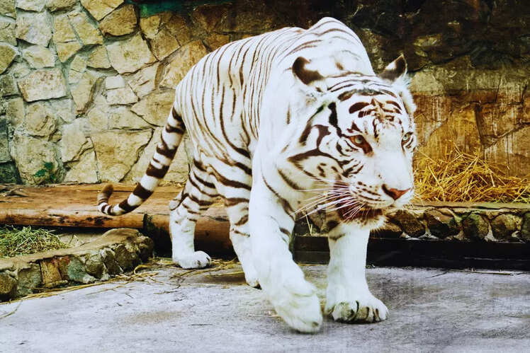 Rajiv Gandhi Zoological Park, Pune