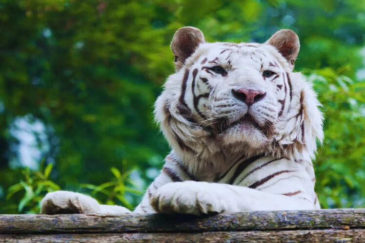Shaheed Ashfaq Ullah Khan Zoological Park, Gorakhpur