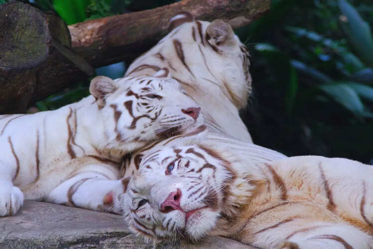 Nandankanan Zoological Park, Bhubaneswar