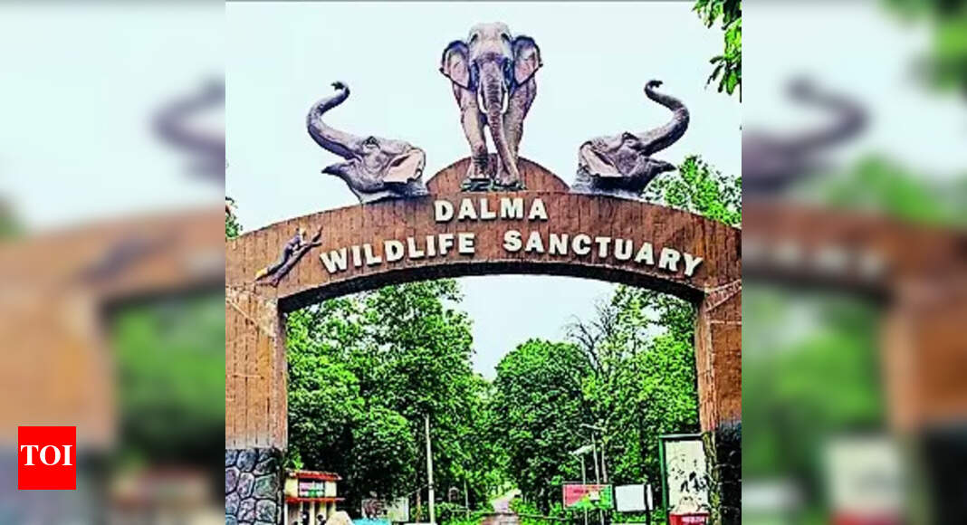 Dalma Forest: Survey to identify polluting units in Dalma forest soon | Ranchi News - Vimarsana News