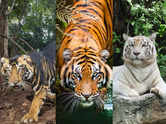 Black tiger vs white tiger vs yellow tiger: What's the difference