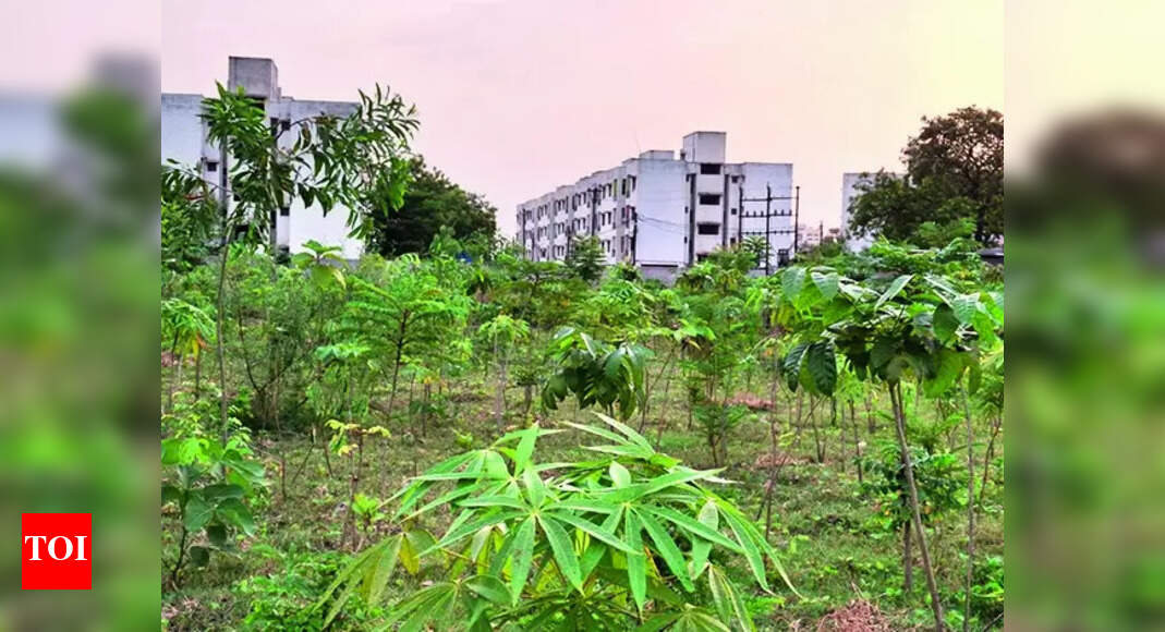 Raipur: Residents plant over 10k saplings in PM Awas colony | Raipur ...