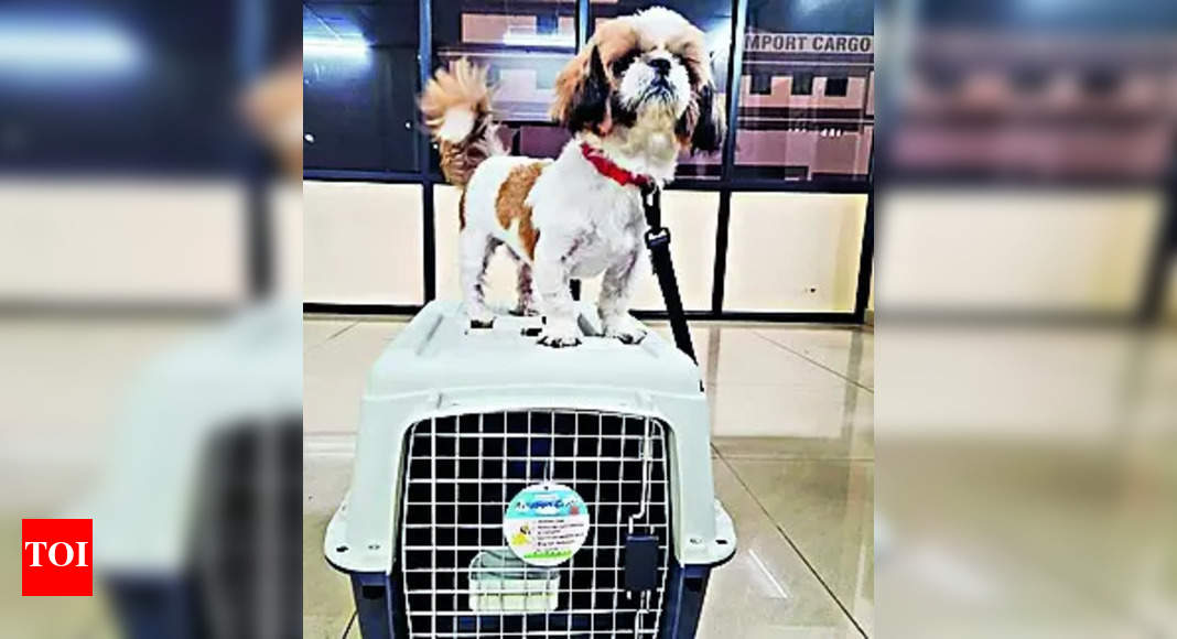 Pets: Cochin International Airport (Cial) Now Allows Pets to be Flown ...