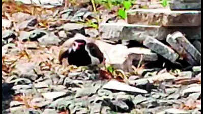 Lapwing: Rare Occurrence: Lapwing Lays Six Eggs Instead Of Four In 