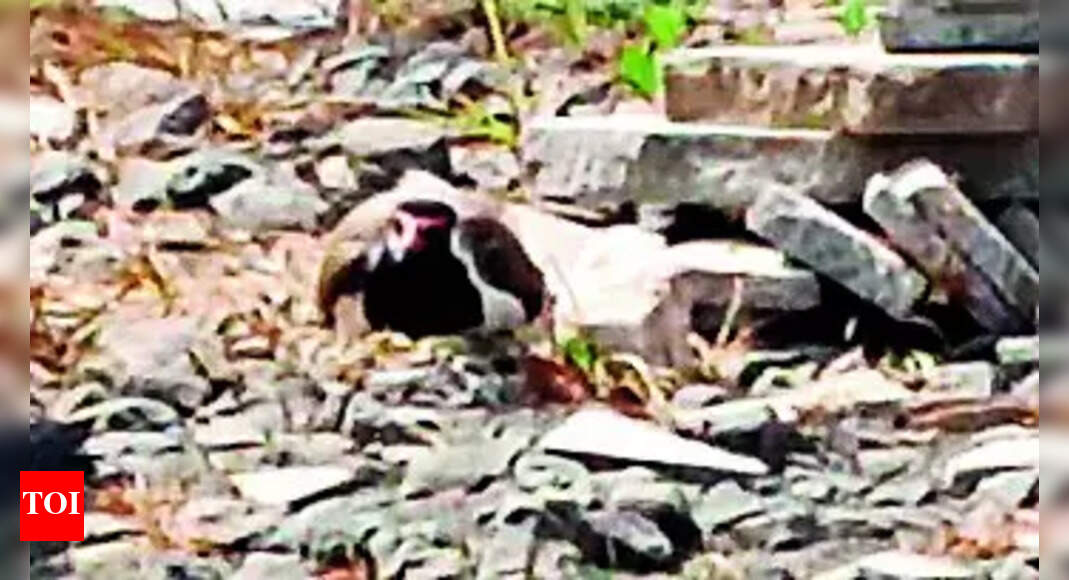 Lapwing: Rare Occurrence: Lapwing Lays Six Eggs Instead of Four in Lunawada Farm | Vadodara News - Vimarsana News