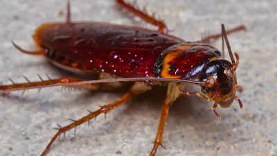 Explained: All about the history of cockroaches and their connection ...