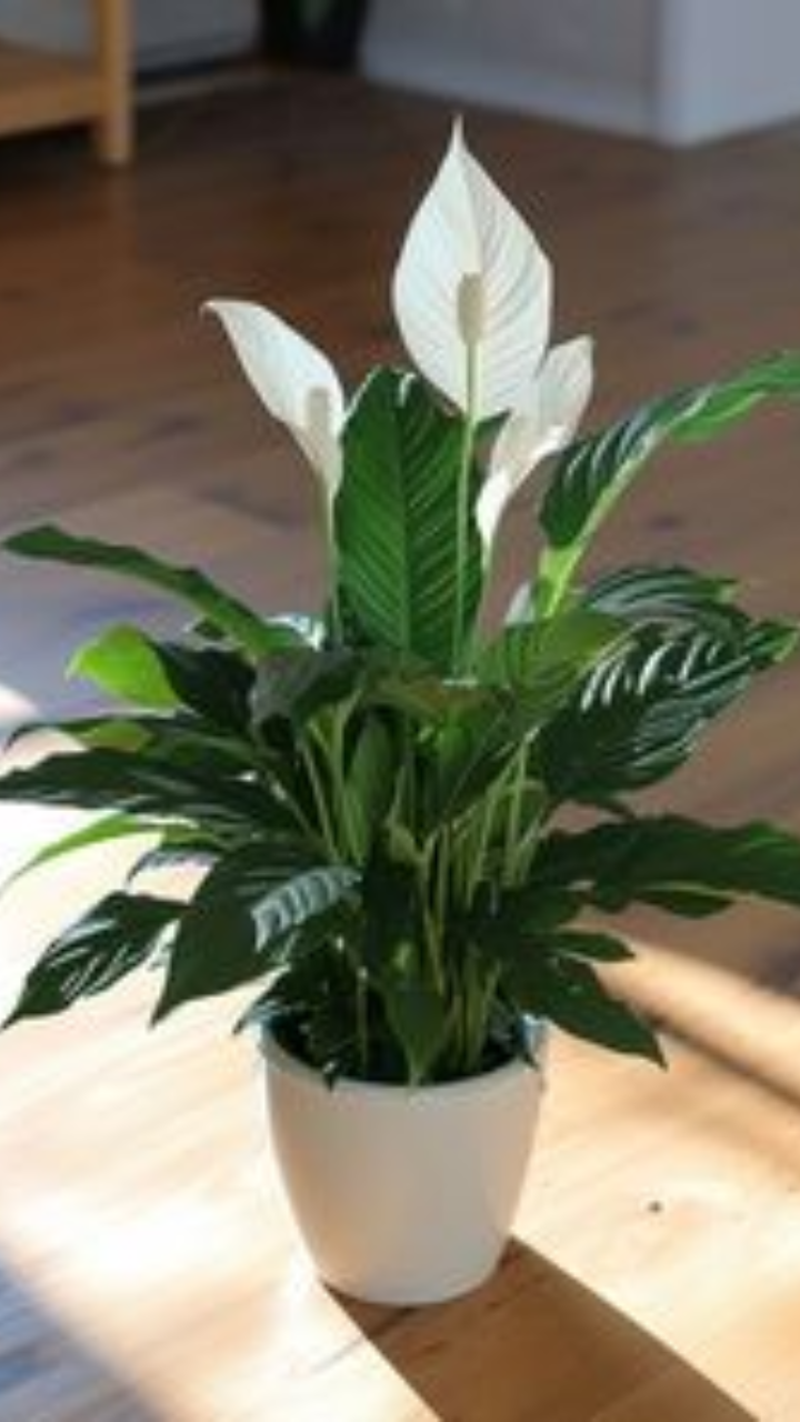 Plants That Bring Good Luck