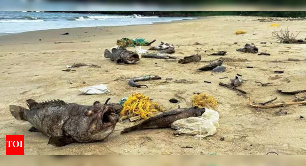 Dead fish wash ashore again at Velsao, 2nd time in a week | Goa News - Vimarsana News