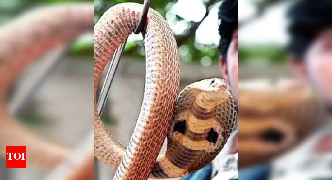 Snake Catchers: Fake rescuers charge hefty amount to catch snakes ...
