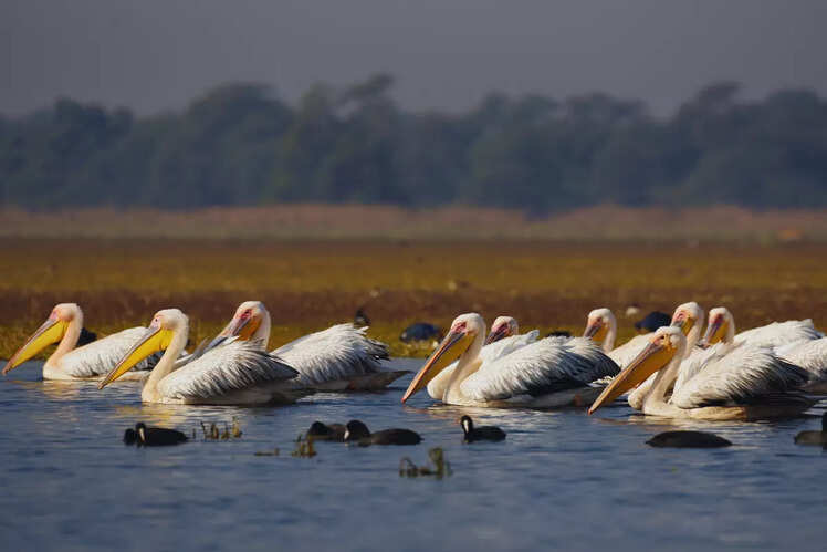 Keoladeo National Park, Rajasthan