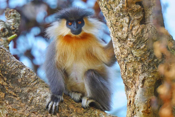 Manas National Park, Assam