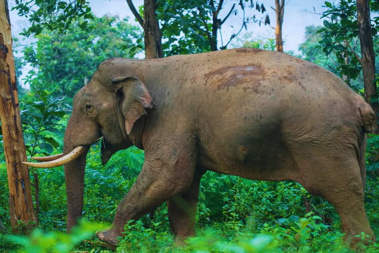 Periyar Wildlife Sanctuary, Kerala